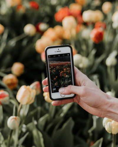 Mobile held up agiainst pretty field of tulips